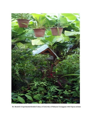 Dr. Resnick’s Experimental Kelulut Colony at University of Malaysia Terengganu with Trigona miniata
 