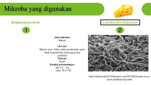 Melisa F1c116023 Pembuatan Keju Mikrobiologi Industri