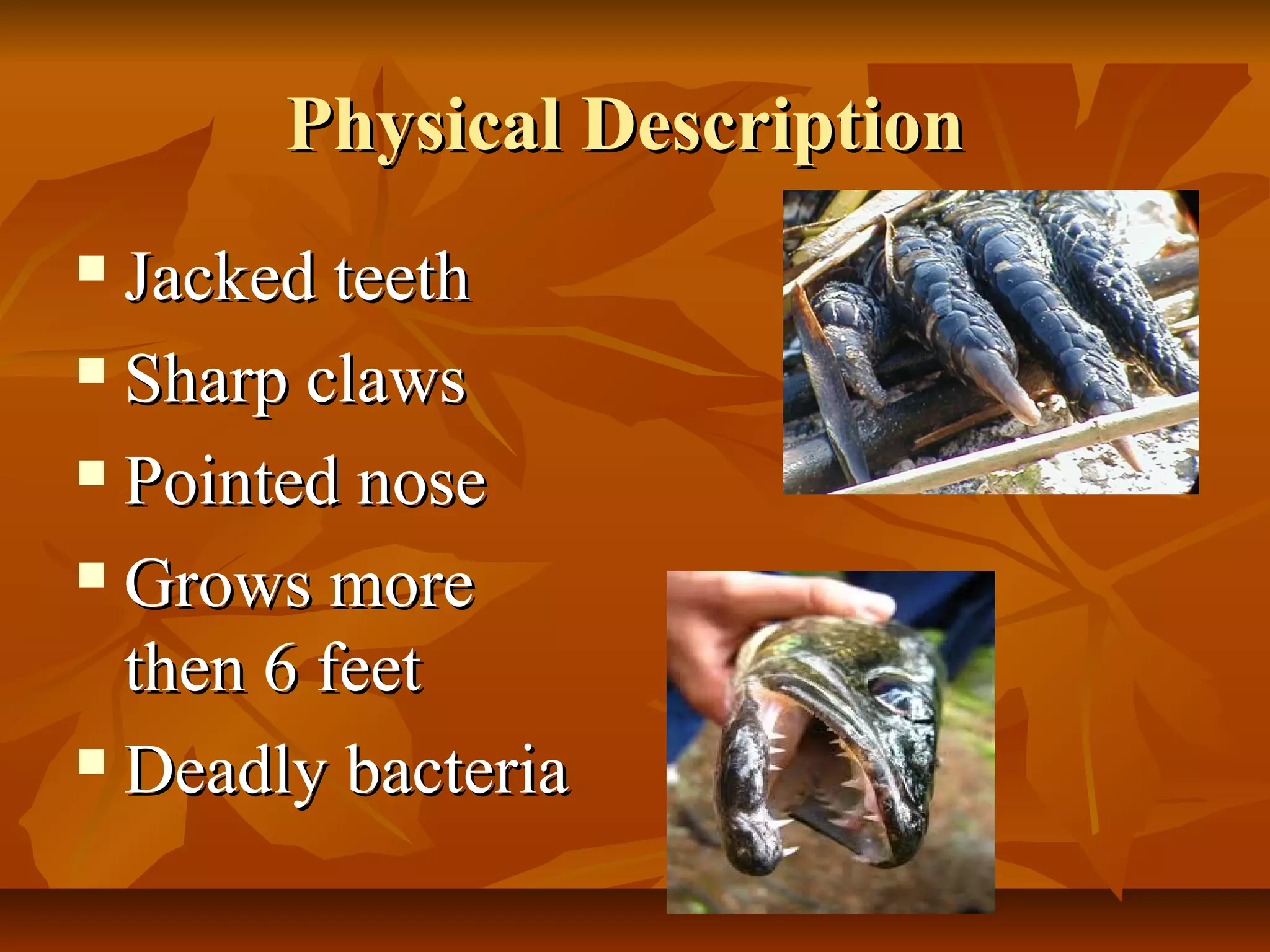 Physical Description
Jacked teeth
Sharp claws
Pointed nose
Grows more
then 6 feet
Deadly bacteria