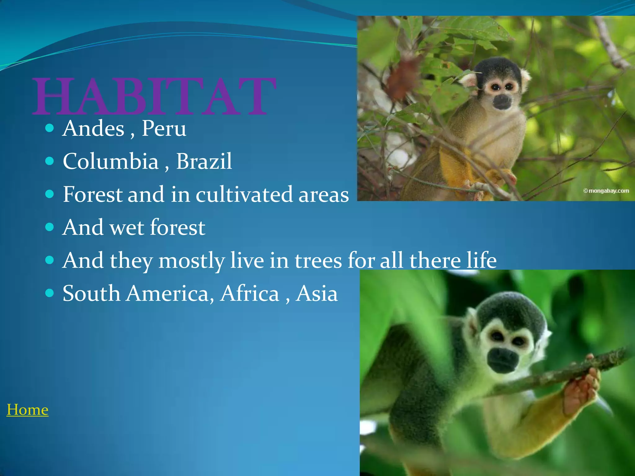 HABITAT
   Andes , Peru
    Columbia , Brazil
    Forest and in cultivated areas
    And wet forest
    And they mostly live in trees for all there life
    South America, Africa , Asia




Home
 