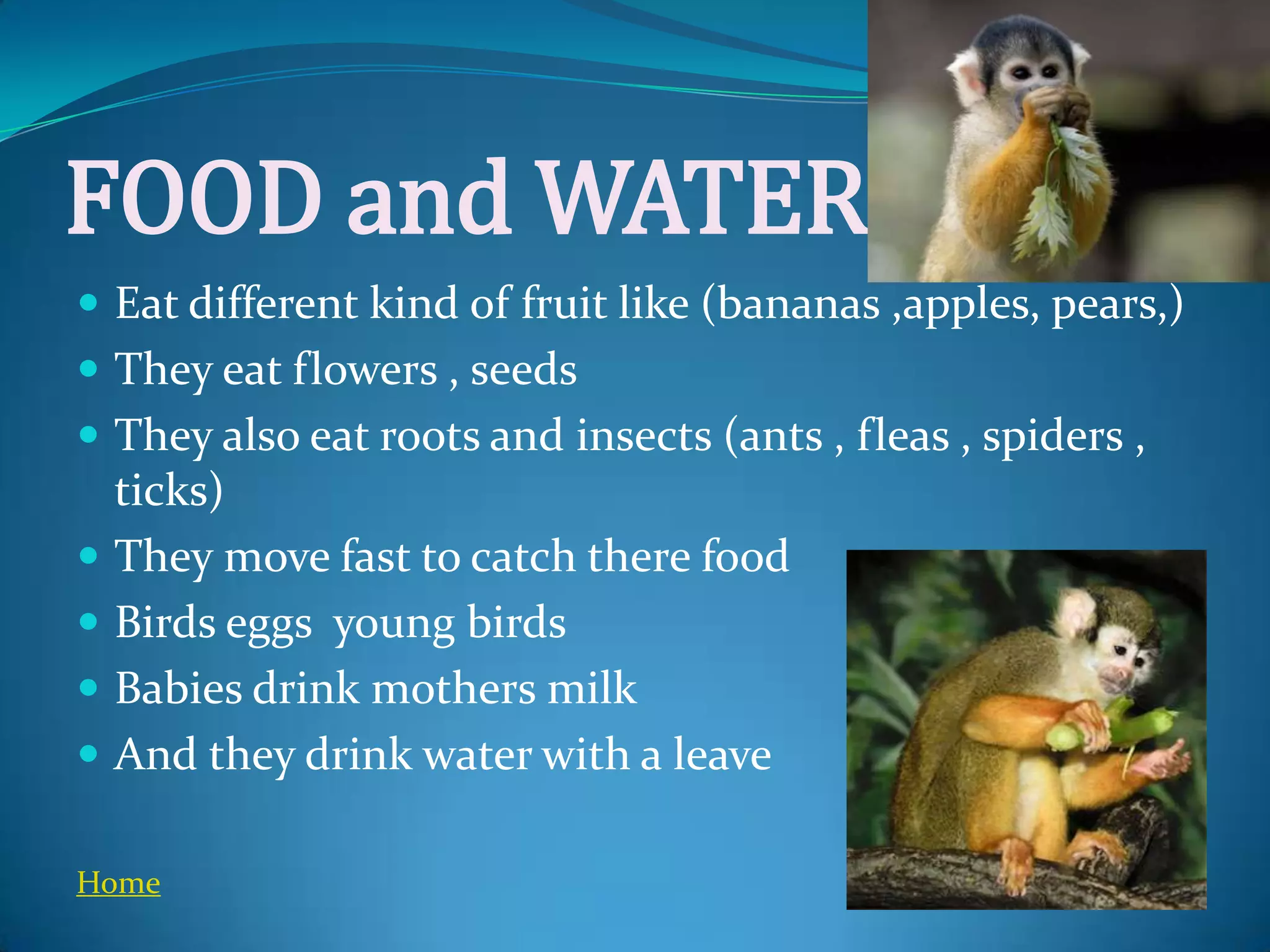FOOD and WATER
 Eat different kind of fruit like (bananas ,apples, pears,)
 They eat flowers , seeds
 They also eat roots and insects (ants , fleas , spiders ,
    ticks)
   They move fast to catch there food
   Birds eggs young birds
   Babies drink mothers milk
   And they drink water with a leave

Home
 