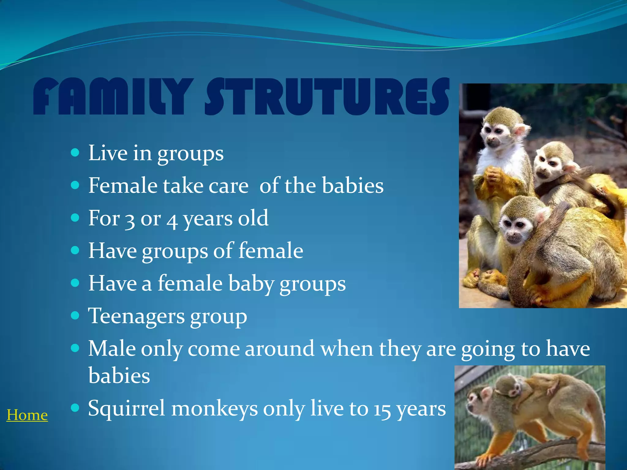 FAMILY STRUTURES
        Live in groups
        Female take care of the babies
        For 3 or 4 years old
        Have groups of female
        Have a female baby groups
        Teenagers group
        Male only come around when they are going to have
         babies
Home    Squirrel monkeys only live to 15 years
 