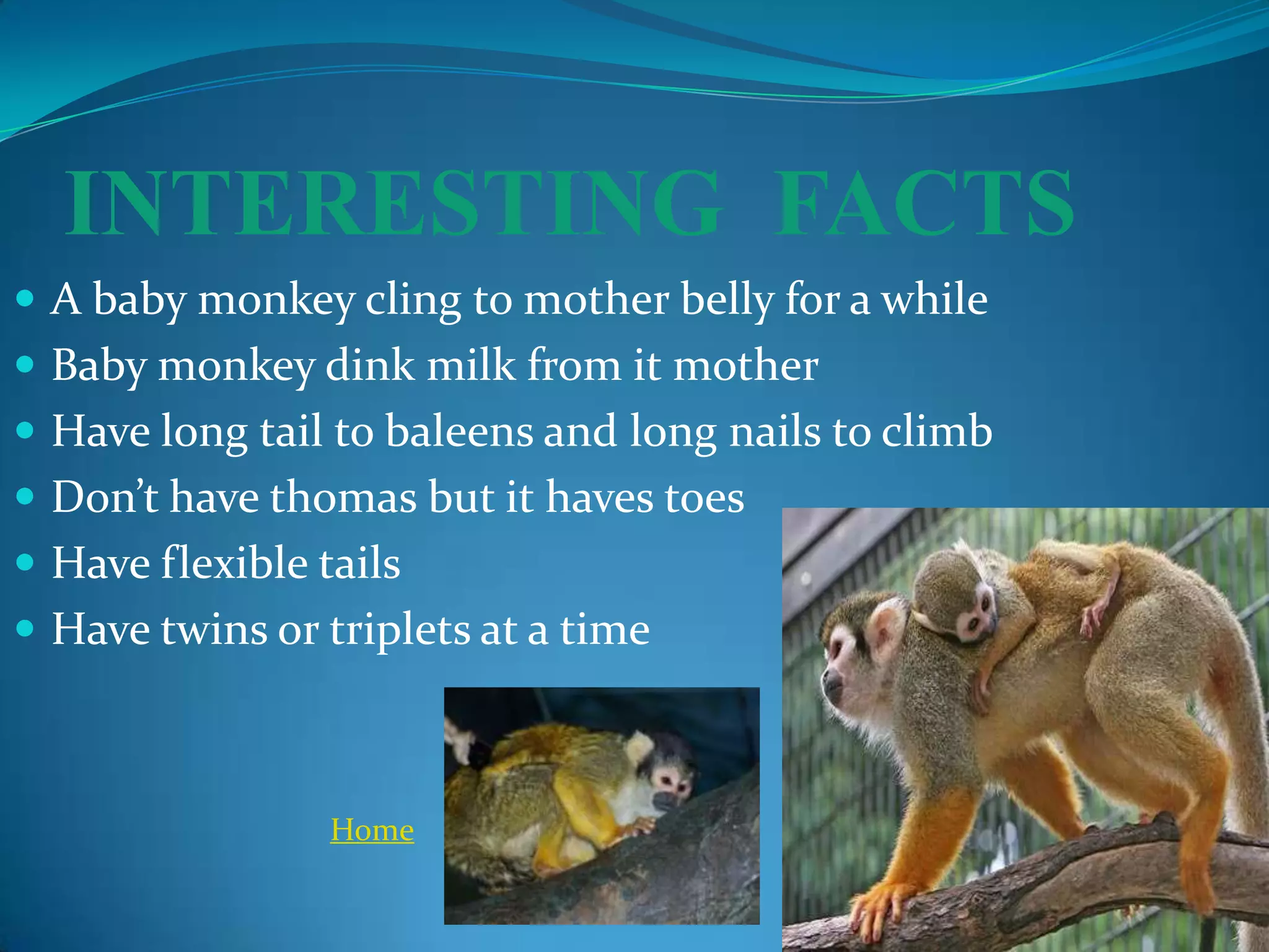 INTERESTING FACTS
 A baby monkey cling to mother belly for a while
 Baby monkey dink milk from it mother
 Have long tail to baleens and long nails to climb
 Don’t have thomas but it haves toes
 Have flexible tails
 Have twins or triplets at a time



                 Home
 