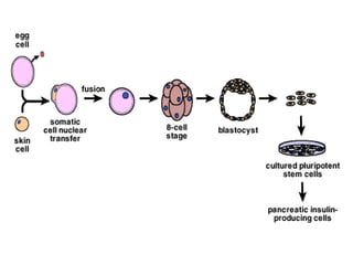 • Called tissue culture
• Cells are allowed to grow in a suitable
medium
• The cloned cells are used to study the action
of hormones, antibiotics and pharmaceutical
products
Tissue Cloning
 