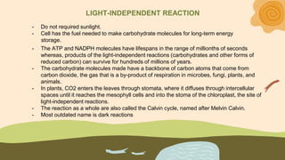 The light-independent reactions or Calvin cycle consist of three main stages:
fixation, reduction, and regeneration.
STAGE...