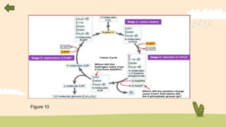 REPORT ABOUT PHOTOSYNTHESIS.pptx