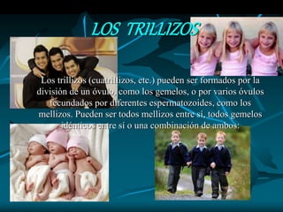 LOS TRILLIZOS
Los trillizos (cuatrillizos, etc.) pueden ser formados por la
división de un óvulo, como los gemelos, o por varios óvulos
fecundados por diferentes espermatozoides, como los
mellizos. Pueden ser todos mellizos entre sí, todos gemelos
idénticos entre sí o una combinación de ambos:
 
