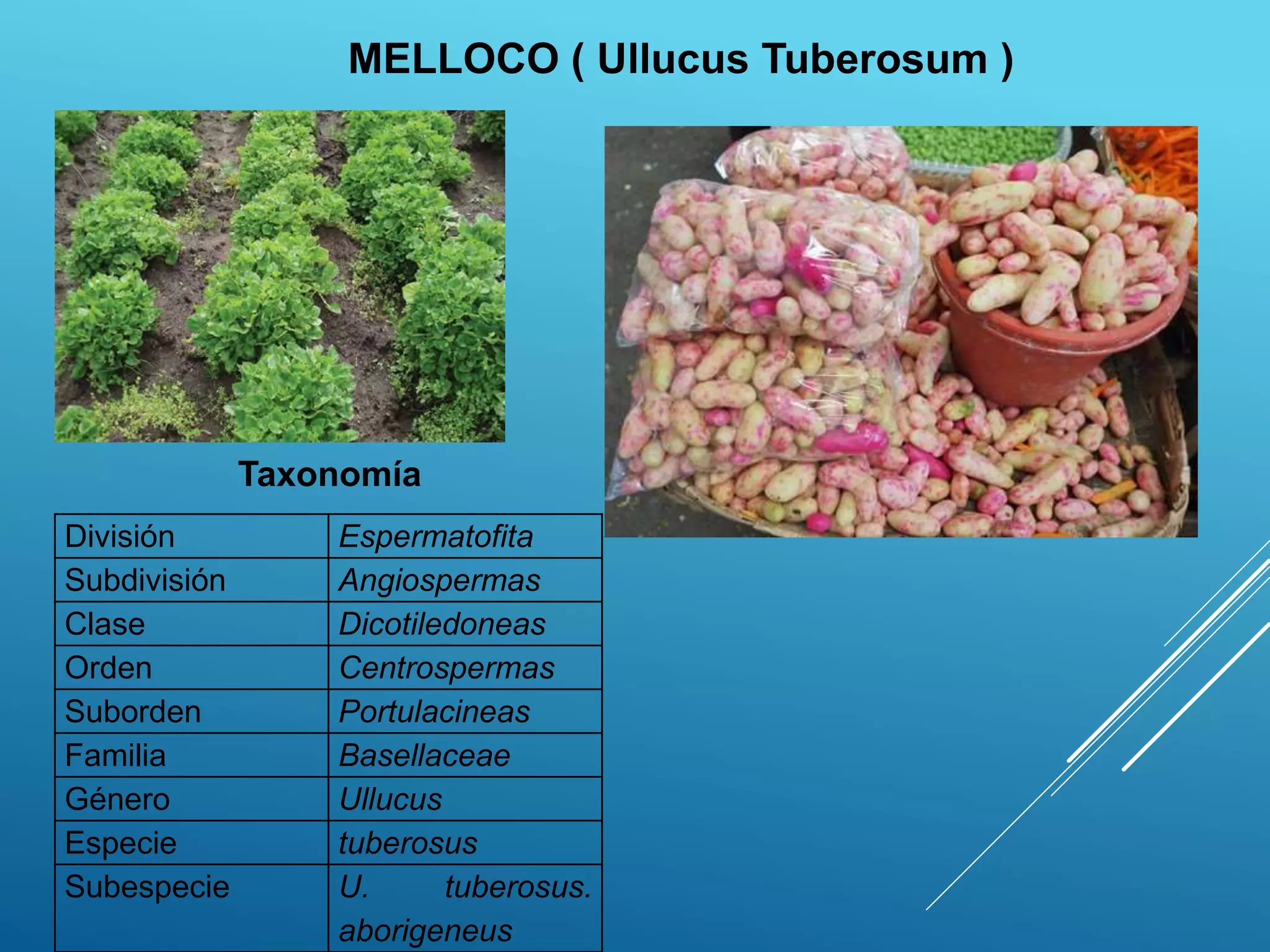 Melloco. jessica ortega | PPT