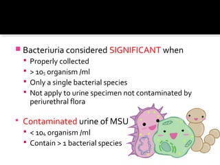  Bacteriuria considered SIGNIFICANT when
 Properly collected
 > 105 organism /ml
 Only a single bacterial species
 Not apply to urine specimen not contaminated by
periurethral flora
 Contaminated urine of MSU
 < 104 organism /ml
 Contain > 1 bacterial species
 