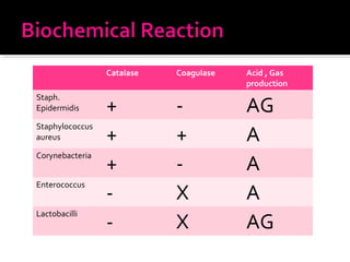 Catalase Coagulase Acid , Gas
production
Staph.
Epidermidis + - AG
Staphylococcus
aureus + + A
Corynebacteria
+ - A
Enterococcus
- X A
Lactobacilli
- X AG
 