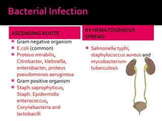 ASCENDING ROUTE
 Gram negative organism
 E.coli (common)
 Proteus mirabilis,
Citrobacter, klebsiella,
enterobacter, proteus
pseudomonas aeruginosa
 Gram positive organism
 Staph.saprophyticus,
Staph. Epidermidis
enterococcus,
Corynebacteria and
lactobacilli
BY HEMATOGENOUS
SPREAD
 Salmonella typhi,
staphylococcus aureus and
mycobacterium
tuberculosis
 