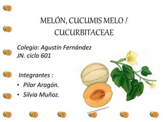 MELÓN, CUCUMIS MELO /
CUCURBITACEAE
Colegio: Agustín Fernández
JN. ciclo 601
Integrantes :
• Pilar Aragón.
• Silvia Muñoz.
 