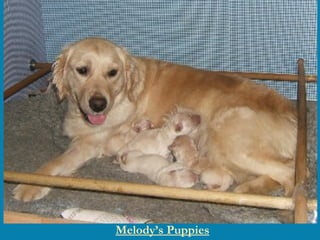 Melody’s Puppies 