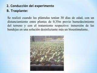 2. Conducción del experimento
B. Trasplante:
Se realizó cuando las plántulas tenían 30 días de edad, con un
distanciamiento entre plantas de 0.35m previo humedecimiento
del terreno y con el tratamiento respectivo: inmersión de las
bandejas en una solución desinfectante más un bioestimulante.
 