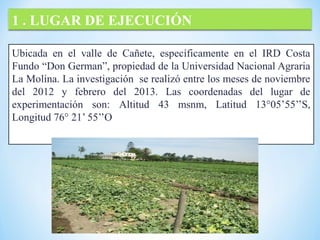 Ubicada en el valle de Cañete, específicamente en el IRD Costa
Fundo “Don German”, propiedad de la Universidad Nacional Agraria
La Molina. La investigación se realizó entre los meses de noviembre
del 2012 y febrero del 2013. Las coordenadas del lugar de
experimentación son: Altitud 43 msnm, Latitud 13°05’55’’S,
Longitud 76° 21’ 55’’O
1 . LUGAR DE EJECUCIÓN
 