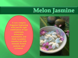 A very complex
fragrance beginning
with just the right
combination of ripe
cantaloupe,
honeydew,
watermelon, and
fresh cucumber;
rounded out with
aromatic French
jasmine, and
cyclamen.
 