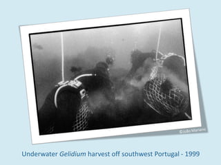 Underwater Gelidium harvest off southwest Portugal - 1999
 