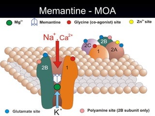 Memantine - MOA 