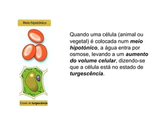 Quando uma célula (animal ou vegetal) é colocada num  meio hipotónico , a água entra por osmose, levando a um  aumento do volume celular , dizendo-se que a célula está no estado de  turgescência .                 
