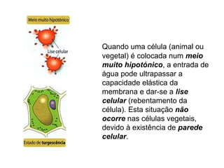 Quando uma célula (animal ou vegetal) é colocada num  meio muito hipotónico , a entrada de água pode ultrapassar a capacidade elástica da membrana e dar-se a  lise celular  (rebentamento da célula). Esta situação  não ocorre  nas células vegetais, devido à existência de  parede celular .  
