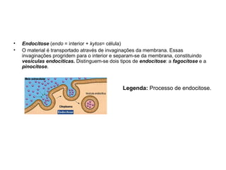Endocitose  ( endo  = interior +  kytos = célula) O material é transportado através de invaginações da membrana. Essas invaginações progridem para o interior e separam-se da membrana, constituindo  vesículas endocíticas .  Distinguem-se dois tipos de  endocitose : a  fagocitose  e a  pinocitose .   Legenda:  Processo de endocitose.  