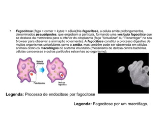 Fagocitose  ( fago  = comer +  kytos  = célula)Na  fagocitose , a célula emite prolongamentos, denominados  pseudópodes , que englobam a partícula, formando uma  vesícula fagocítica  que se destaca da membrana para o interior do citoplasma (faça "Actualizar" ou "Recarregar" no seu  browser  para observar a animação novamente). A  fagocitose  constitui o processo digestivo de muitos organismos unicelulares como a  amiba , mas também pode ser observada em células animais como os  macrófagos  do sistema imunitário (mecanismo de defesa contra bactérias, células cancerosas e outras partículas estranhas ao organismo). Legenda:  Processo de endocitose por fagocitose  Legenda:  Fagocitose por um macrófago.  
