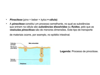 Pinocitose  ( pino  = beber +  kytos  = célula)   A  pinocitose  constitui um processo semelhante, no qual as substâncias que entram na célula são  substâncias dissolvidas  ou  fluidos , pelo que as  vesículas pinocíticas  são de menores dimensões. Este tipo de transporte de materiais ocorre, por exemplo, no epitélio intestinal.   Legenda:  Processo de pinocitose.  