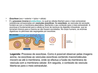Exocitose  ( exo  = exterior +  kytos  = célula) É o  processo inverso à  endocitose , no qual as células libertam para o meio extracelular substâncias armazenadas em  vesículas exocíticas . Na  exocitose , as vesículas de secreção fundem-se com a membrana plasmática, libertando o seu conteúdo para o meio extracelular. A exocitose é fundamental para a célula se livrar de resíduos da digestão intracelular, que se tornariam tóxicos para a mesma se não fossem excretados. No corpo humano, as enzimas digestivas no pâncreas são segregadas por exocitose.  Legenda:  Processo de exocitose. Como é possível observar pelas imagens acima, na exocitose as vesículas exocíticas contendo macromoléculas movem-se até à membrana, onde se efectua a fusão da membrana da vesícula com a membrana celular. Em seguida, o conteúdo da vesícula liberta-se para o meio extracelular.  