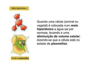 Quando uma célula (animal ou vegetal) é colocada num  meio hipertónico  a água sai por osmose, levando a uma  diminuição do volume celular , dizendo-se que a célula está no estado de  plasmólise . 