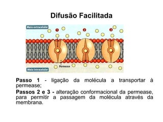 Passo 1  - ligação da molécula a transportar à permease;  Passos 2 e 3 -  alteração conformacional da permease, para permitir a passagem da molécula através da membrana. Difusão Facilitada 