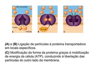 (A)  e  (B)  Ligação de partículas à proteína transportadora em locais específicos.  (C)  Modificação da forma da proteína graças à mobilização de energia da célula (ATP), conduzindo à libertação das partículas do outro lado da membrana.  