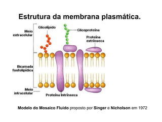 Estrutura da membrana plasmática.   Modelo do Mosaico Fluido  proposto por  Singer  e  Nicholson  em 1972 