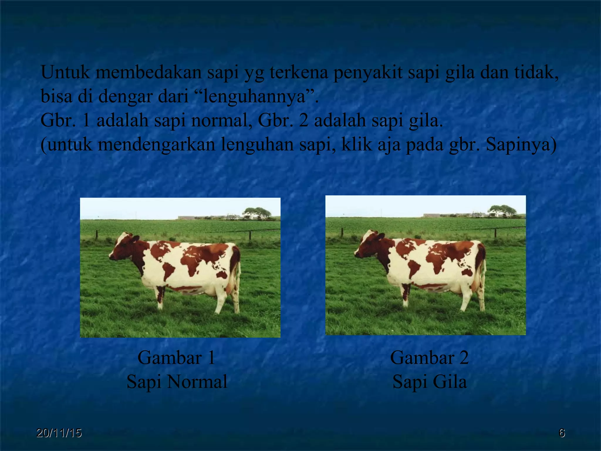 20/11/1520/11/15 66
Untuk membedakan sapi yg terkena penyakit sapi gila dan tidak,
bisa di dengar dari “lenguhannya”.
Gbr. 1 adalah sapi normal, Gbr. 2 adalah sapi gila.
(untuk mendengarkan lenguhan sapi, klik aja pada gbr. Sapinya)
Gambar 1
Sapi Normal
Gambar 2
Sapi Gila
 
