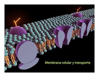 Membrana celular y transporteMembrana celular y transporte
 