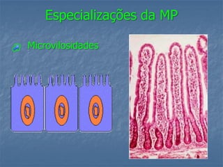 Especializações da MP

Microvilosidades
 