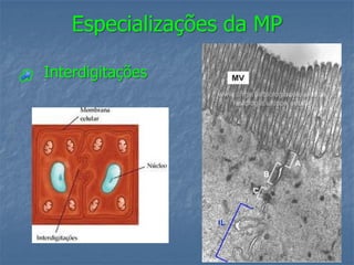 Especializações da MP

Interdigitações
 
