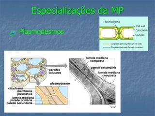 Especializações da MP

Plasmodesmos
 