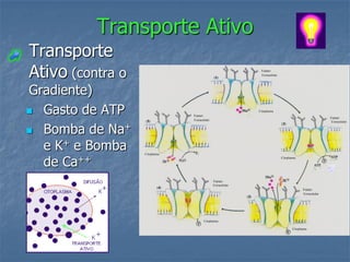 Transporte Ativo
Transporte
Ativo (contra o
Gradiente)
 Gasto de ATP

 Bomba de Na+
  e K+ e Bomba
  de Ca++
 