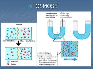 OSMOSE
 