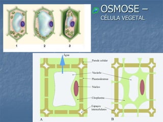 OSMOSE –
CÉLULA VEGETAL
 