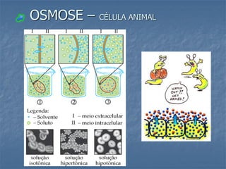 OSMOSE –   CÉLULA ANIMAL
 