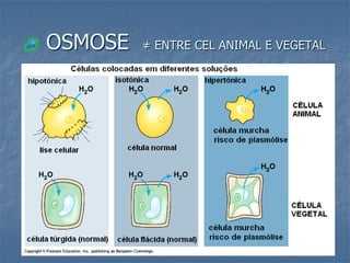 OSMOSE   ≠ ENTRE CEL ANIMAL E VEGETAL
 