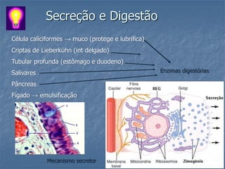 Secreção e Digestão
Célula caliciformes → muco (protege e lubrifica)
Criptas de Lieberkühn (int delgado)
Tubular profunda (estômago e duodeno)
Salivares                                          Enzimas digestórias

Pâncreas
Fígado → emulsificação




            Mecanismo secretor
 