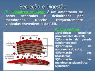 Secreção e Digestão
   Complexo de Golgi: é um amontoado de
sacos    achatados     e   delimitados  por
membranas.       Recebe      frequentemente
vesículas provenientes do RER.
                           Funções do Golgi:
                           1)Modificar      proteínas
                           provenientes do RER;
                           2)Formação da parede
                           celular vegetal;
                           3)Formação              do
                           acrossoma do sptz;
                           4)Formação             dos
                           lisossomos;
                           5)Formação             das
                           membranas plasmática,
                           6)nuclear;
 
