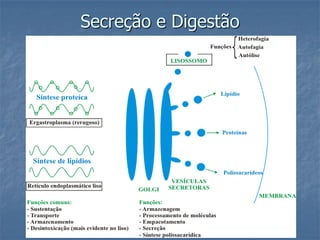 Secreção e Digestão
 