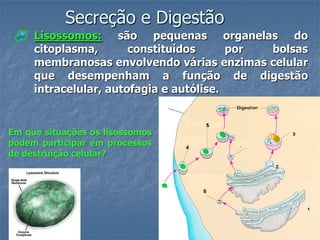 Secreção e Digestão
     Lisossomos: são pequenas organelas do
     citoplasma,       constituídos      por bolsas
     membranosas envolvendo várias enzimas celular
     que desempenham a função de digestão
     intracelular, autofagia e autólise.


Em que situações os lisossomos
podem participar em processos
de destruição celular?
 