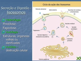 Secreção e Digestão -
    lisossomos
    Heterofagia
 Pinocitose;
 Fagocitose.
    Autofagia -
 Estruturas, organelas
    velhas ou
    danificadas
    Autólise –
    destruição celular
 