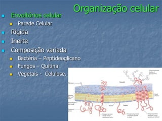 Organização celular
   Envoltórios celular
       Parede Celular
   Rígida
   Inerte
   Composição variada
       Bactéria – Peptídeoglicano
       Fungos – Quitina
       Vegetais - Celulose.
 