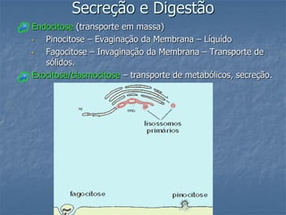Secreção e Digestão
Endocitose (transporte em massa)
•  Pinocitose – Evaginação da Membrana – Líquído
•  Fagocitose – Invaginação da Membrana – Transporte de
   sólidos.
Exocitose/clasmocitose – transporte de metabólicos, secreção.
 