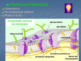 Membrana Plasmática
   Lipoproteica
   Permeabilidade seletiva
   Mosaico fluído
      Composição química
        da membrana
 